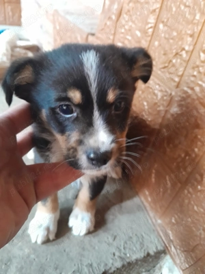 Bichon maltezze pui - imagine 3