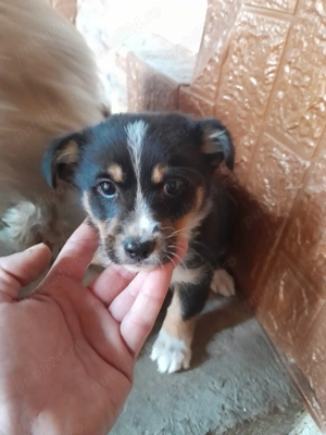 Bichon maltezze pui - imagine 2