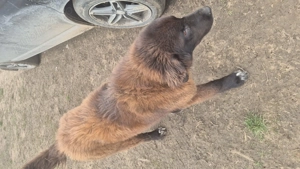 Ciobanesc românesc corb - imagine 3