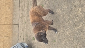 Ciobanesc românesc corb - imagine 5