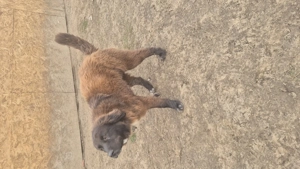 Ciobanesc românesc corb