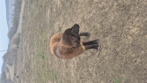 Ciobanesc românesc corb - imagine 4