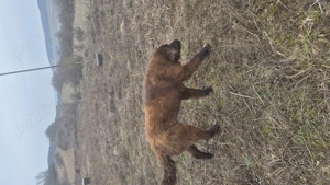 Ciobanesc românesc corb - imagine 2