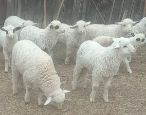 Oi de vânzare  - imagine 4