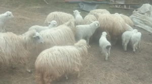 Oi de vânzare  - imagine 3