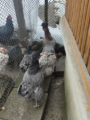 ouă de incubat de la găini moțate si cu ouă albastru verzui. - imagine 4