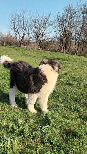 Cățea de asia centrală  - imagine 3