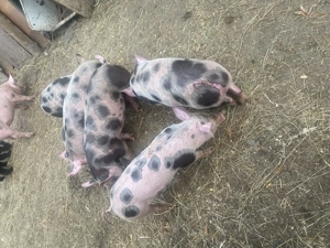 Vand baloti 10 saptamani 