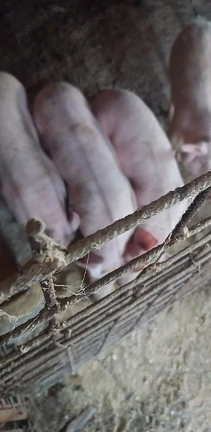Porci de vanzare talie mare