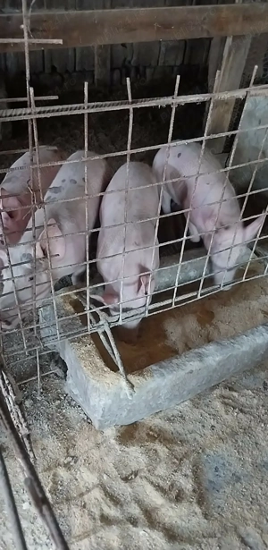 Porci de vanzare talie mare - imagine 2