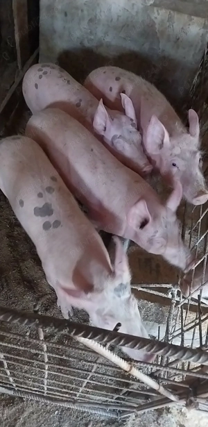 Porci de vanzare talie mare - imagine 3