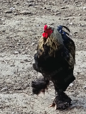 Cocos rasa Brahma - imagine 4