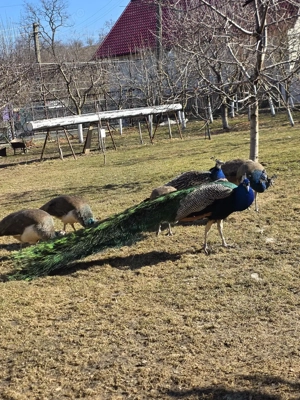 Pereche pauni tineri - imagine 3