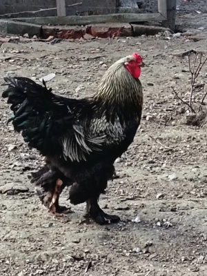 Cocos rasa Brahma - imagine 2