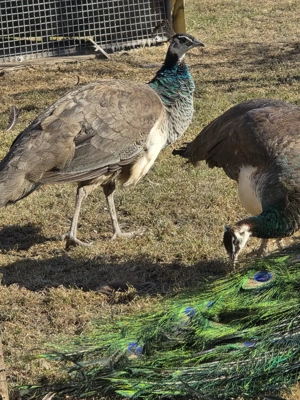 Pereche pauni tineri - imagine 2