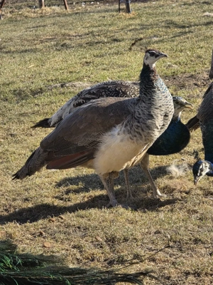 Pereche pauni tineri - imagine 4