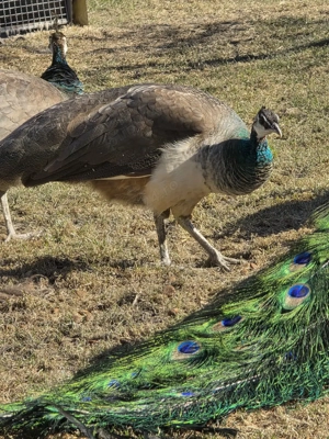 Pereche pauni tineri