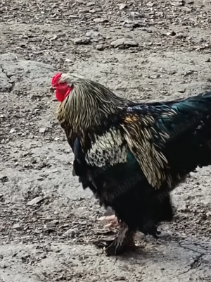 Cocos rasa Brahma - imagine 3