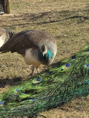 Pereche pauni tineri - imagine 5