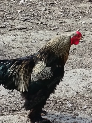 Cocos rasa Brahma - imagine 5