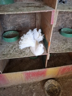 Porumbei pava - imagine 2