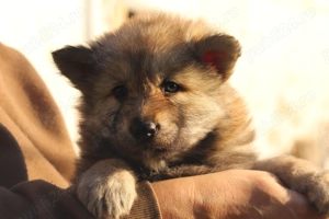  catei lup cehoslovac