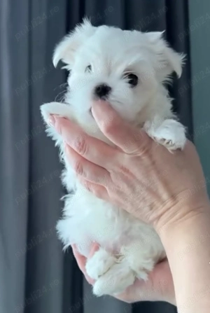 Vand bichon mini toy 6 saptamani 