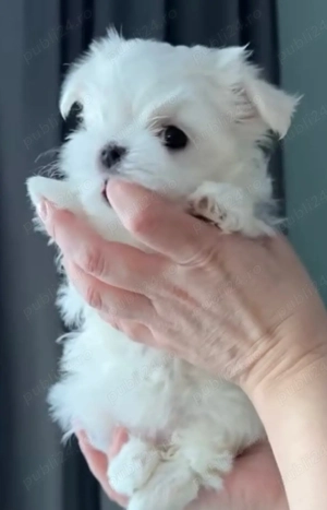 Vand bichon miny toy 6 saptamani 