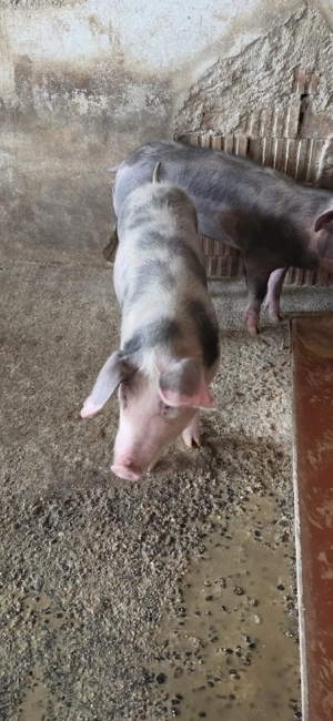 Purcei de vânzare - imagine 2