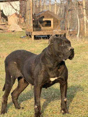 Presa canario 