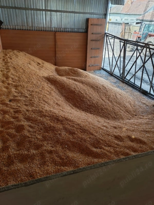 Porumb productie 2025