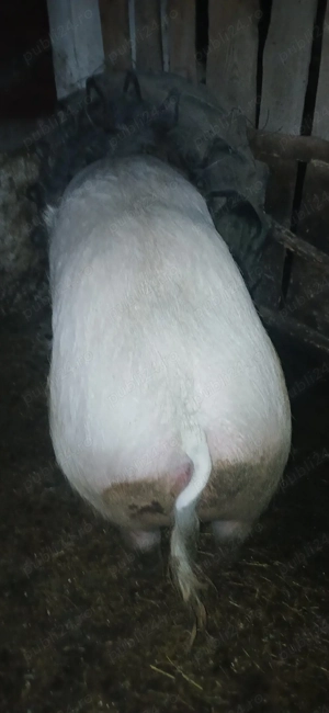 scroafa   sacrificat