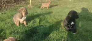 Căței spre adopție