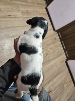 Disponibile 2 fetite - imagine 2