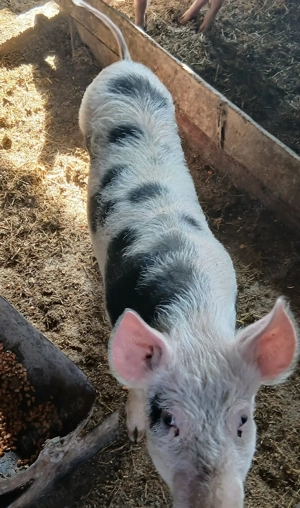 Vând purcei - imagine 2