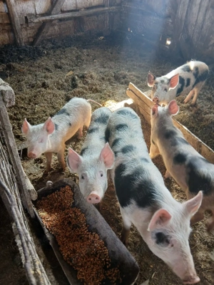 Vând purcei - imagine 3