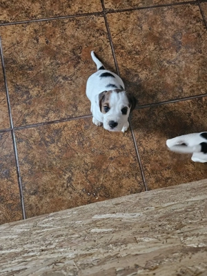 Disponibile 2 fetite - imagine 3