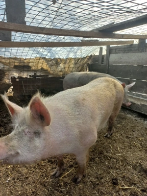 De vânzare  - imagine 2