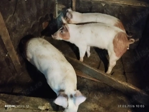 Purcele de vânzare!