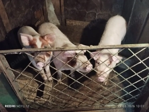 Purcele de vânzare! - imagine 2