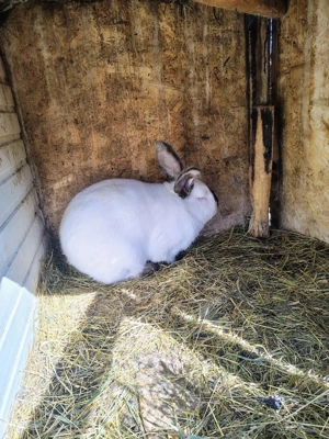 Hycole francez, Uriaș German, Uriaș de Transilvania  - imagine 2