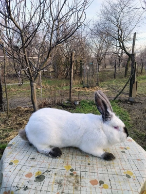 Hycole francez, Uriaș German, Uriaș de Transilvania  - imagine 3