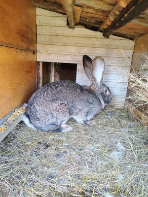 Hycole francez, Uriaș German, Uriaș de Transilvania  - imagine 4