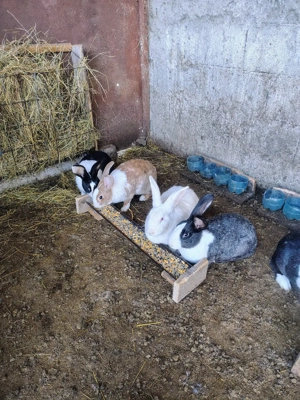 Hycole francez, Uriaș German, Uriaș de Transilvania  - imagine 5