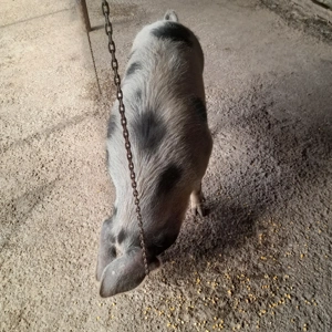 Porci de vanzare  - imagine 2