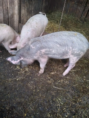 porci de vanzare  - imagine 2
