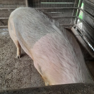 Porci de vanzare  - imagine 3