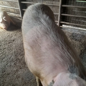 Porci de vanzare  - imagine 4