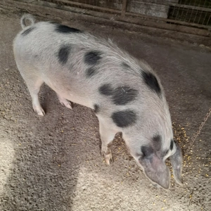 Porci de vanzare 