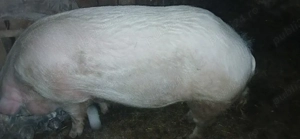 scroafa   sacrificat - imagine 2